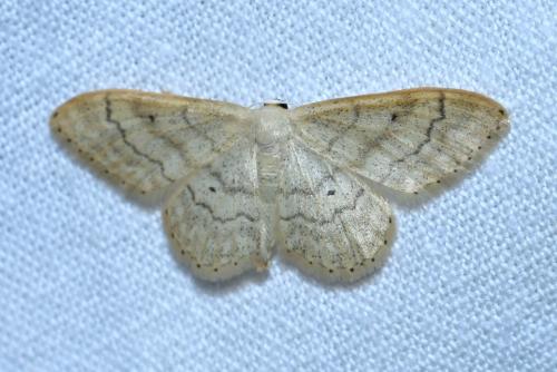 Idaea deversaria